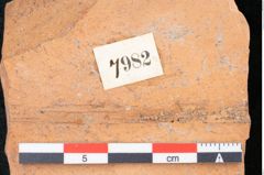 Foto (Detailansicht) von Ficus sagoriana Ettingshausen (NHMW-GEO-2024-0188-7982)